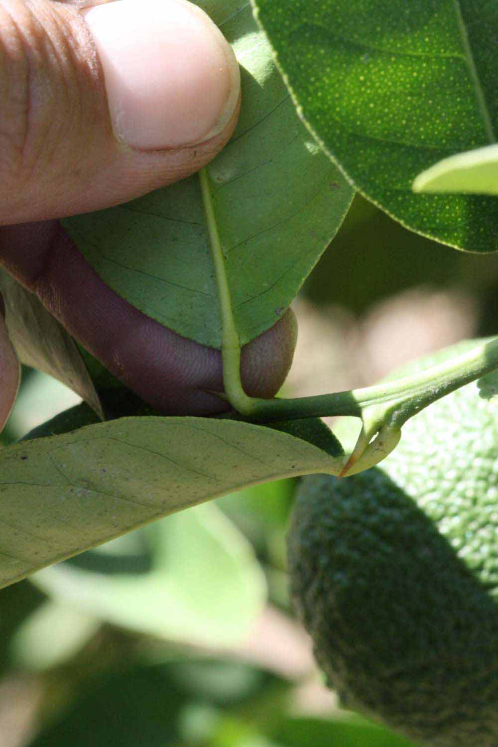              Petiole (Riverside, CA)       